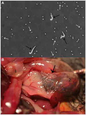 Case report: Filarial infection of a parti-coloured bat: Litomosa sp. adult worms in abdominal cavity and microfilariae in bat semen